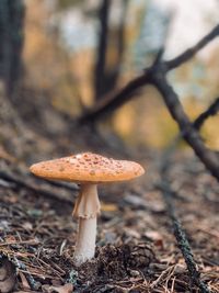 Close-up of mushroom growing on field