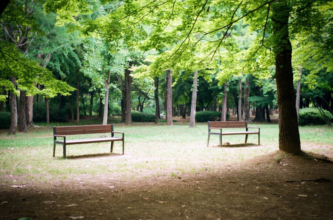 TREES IN PARK