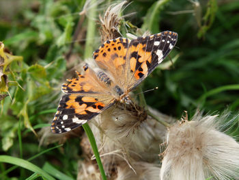 Close-up of butterfly pollinating flower