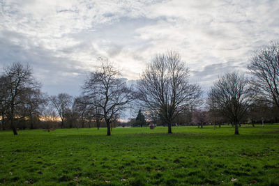 Trees on field against sky