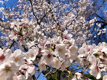 Full cherry blossom or sakura against blue sky in sunny day, japan. 