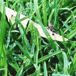 Close-up of insect on grass