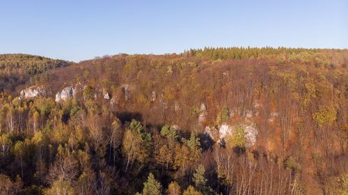 Plants growing on land against sky during autumn