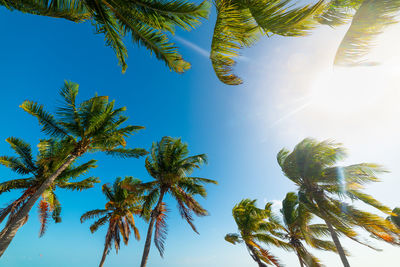 Low angle view of coconut palm tree against clear blue sky