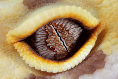 Close-up of snake