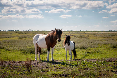 Konik horses in the lauwersmeer area, on a sunny summer day