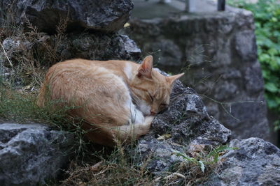 Cat resting on rock