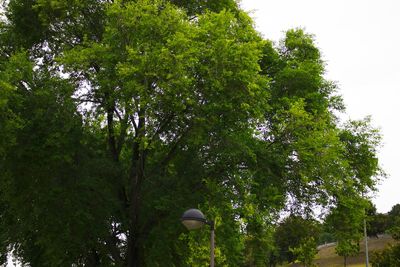 Low angle view of trees