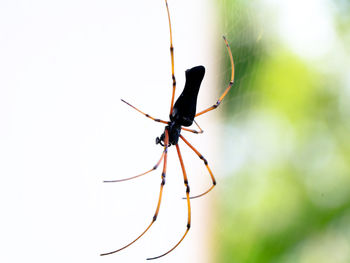 Close-up of insect