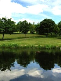 Reflection of trees in lake