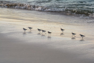 Birds perching on shore at beach