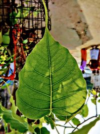 Close-up of green leaves on branch