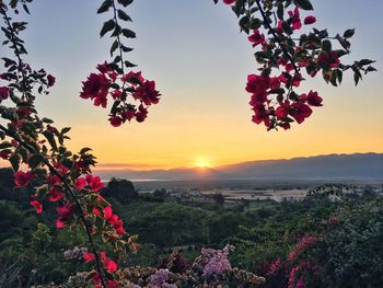 Flowers blooming on landscape against sky at sunset