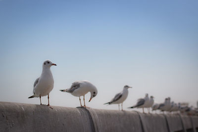 Seagulls perching on railing against clear blue sky
