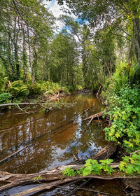 Plants and trees in forest