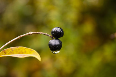 Close-up of fruit growing on tree