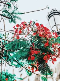 Low angle view of christmas tree