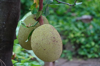 Close-up of fruits growing on tree