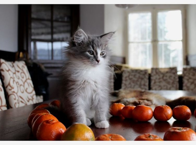 pets, domestic, animal themes, domestic animals, one animal, mammal, domestic cat, animal, cat, food, fruit, food and drink, feline, indoors, focus on foreground, vertebrate, healthy eating, no people, home interior, table, orange, whisker