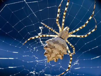 Close-up of spider on web