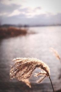 Close-up of dry leaf on land