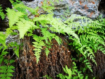 Close-up of moss growing on tree trunk