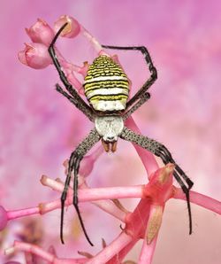 Close-up of spider on pink flower