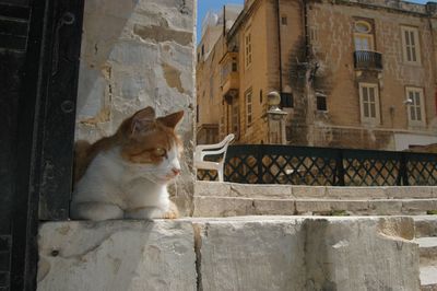 Cat living in valletta, malta