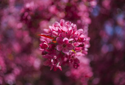 Close-up of pink flowering plant