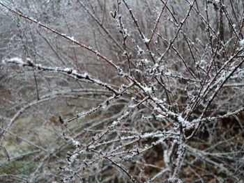 Close-up of frozen bare tree during winter