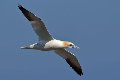 Low angle view of gannet flying