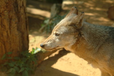 Close-up of a dog looking away