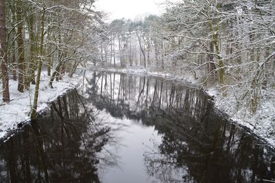 Bare trees on snow covered land during winter