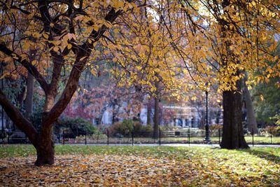 Trees in park during autumn