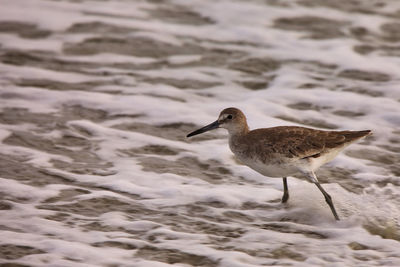 Side view of seagull on beach