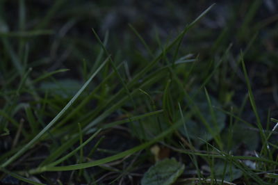 High angle view of grass growing on field