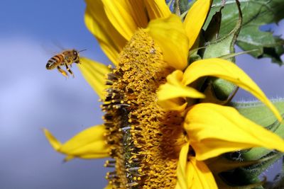 Close-up of bee on yellow flower