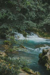 Scenic view of river amidst trees in forest