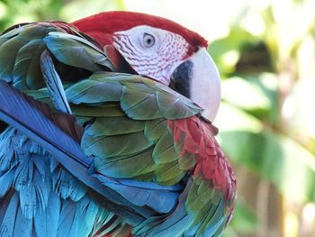 Close-up of parrot perching with colourful