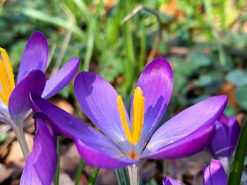 Close-up of purple crocus flowers