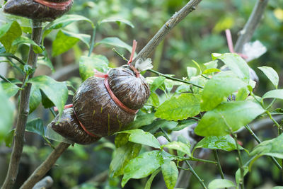 Close-up of snail on plant
