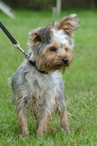 Dog lying on grass