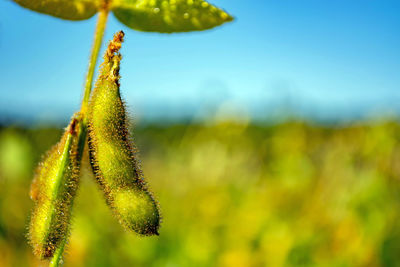 Close-up of plant growing on field against sky