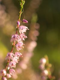 Close-up of pink flowering plant