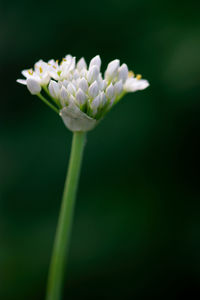 Close-up of white flowering plant