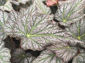 Close-up of snow on plant