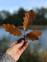 Cropped hand of woman holding leaves