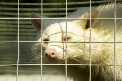 Close-up of a cat in cage