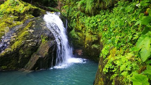 Scenic view of waterfall in forest