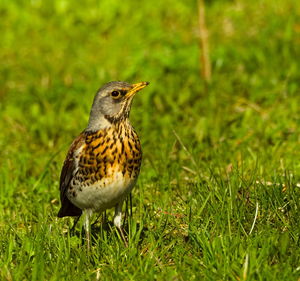 Close-up of a bird on grass